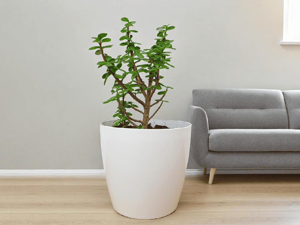 Jade plant