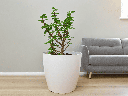 Jade plant