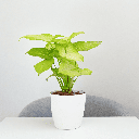 Syngonium 