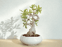 Adenium Bonsai