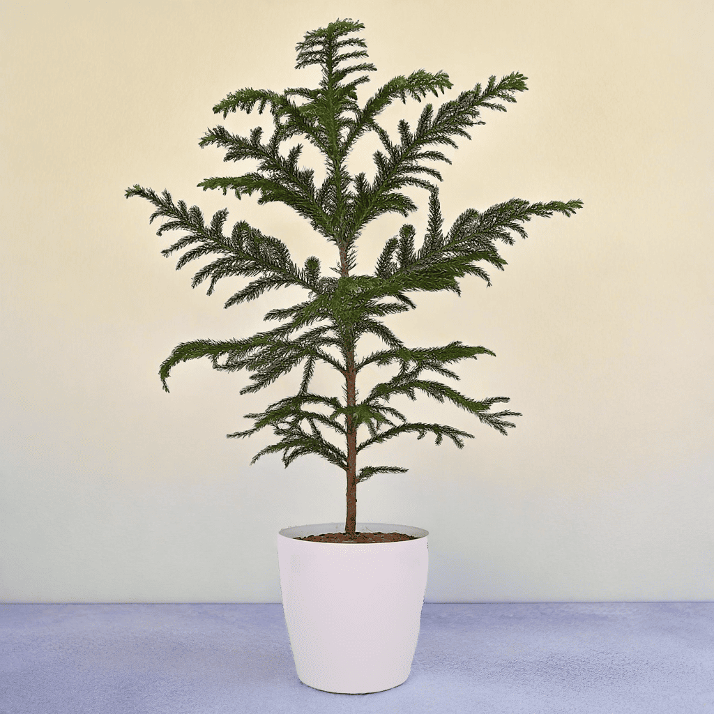 Araucaria