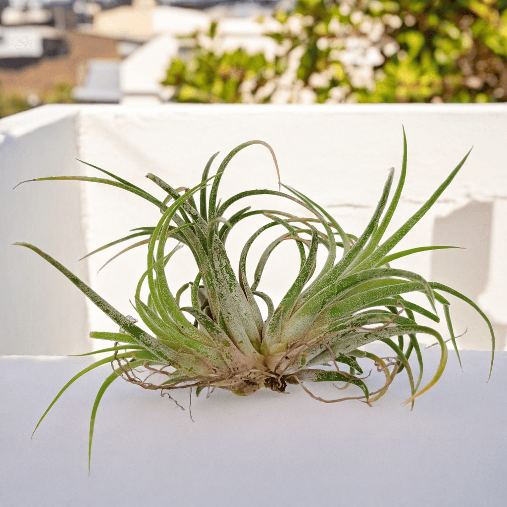 Air Plant