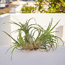 Air Plant