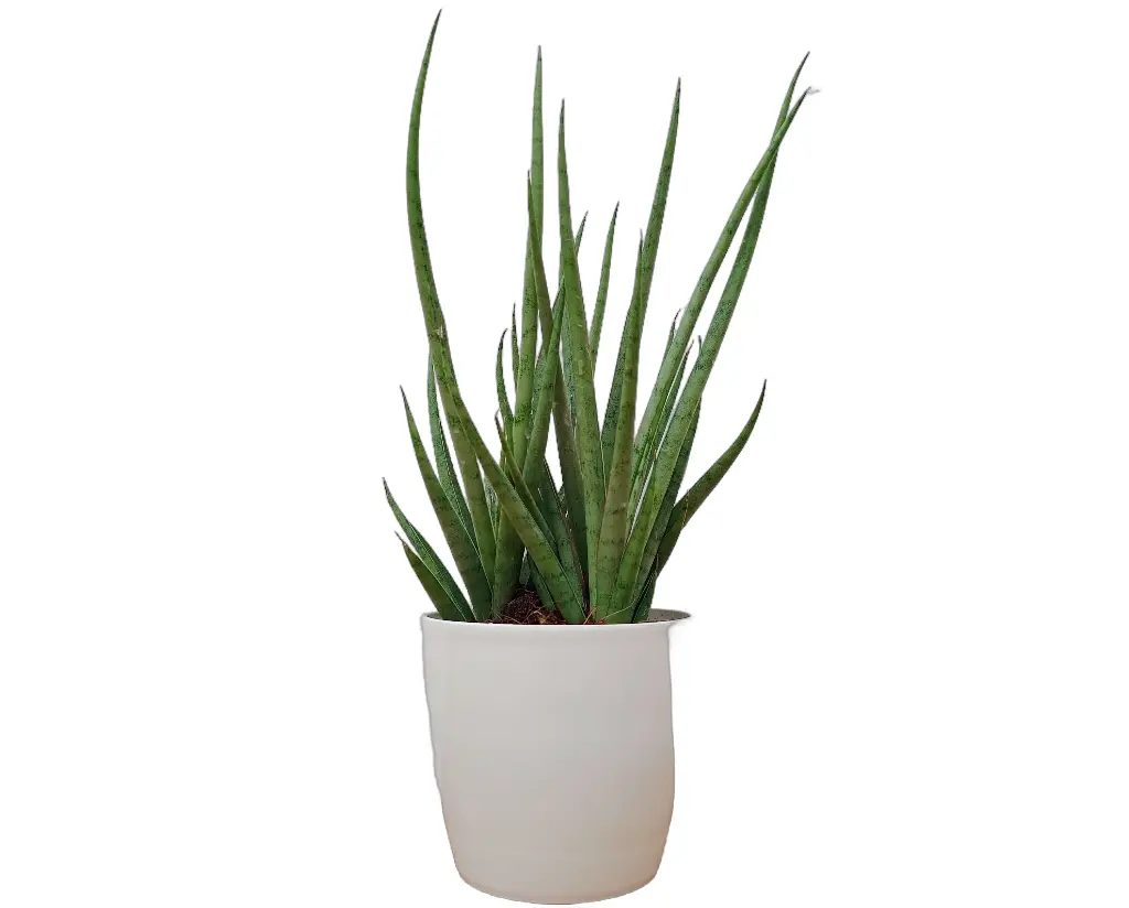 Snake plant