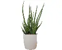 Snake plant