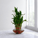 Lucky bamboo