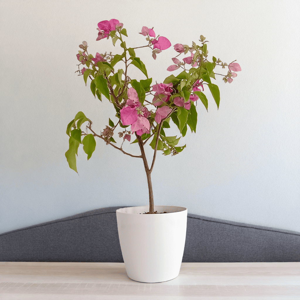 Bougainvillea pink