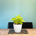 Money Plant