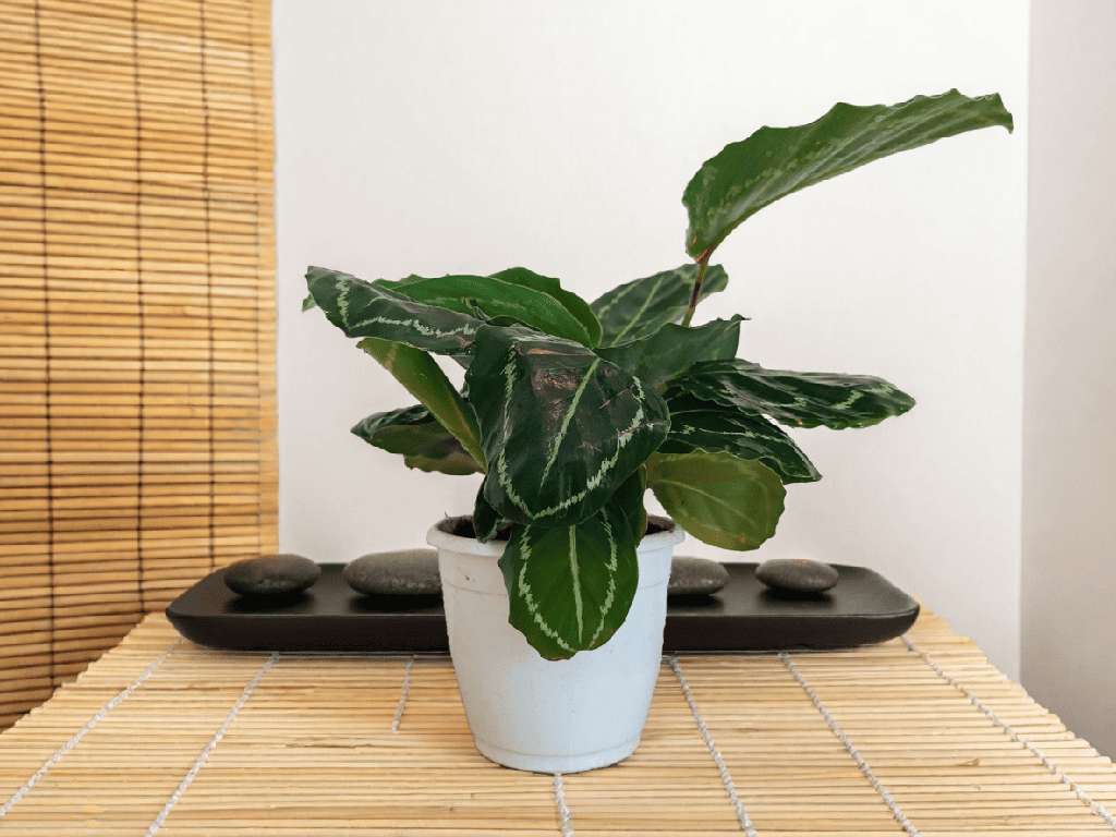 Calathea