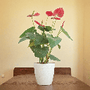 Anthurium Plant