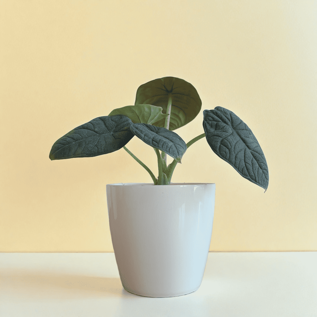 Alocasia Plant