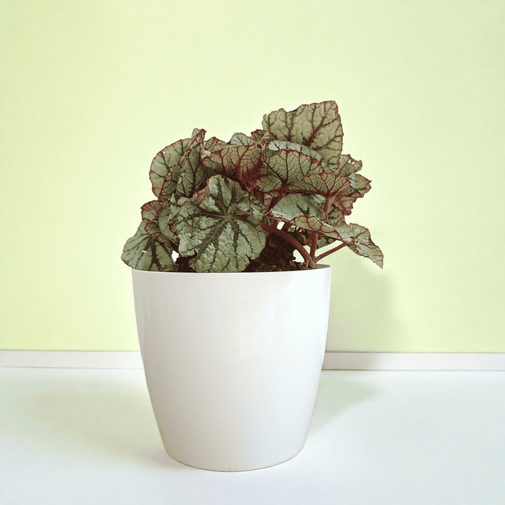 Begonia Plant