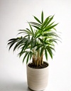 Bamboo Palm