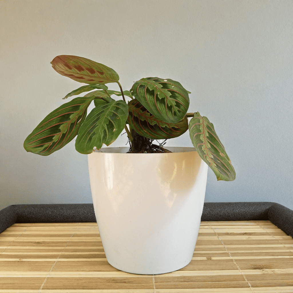 Calathea Red Vein