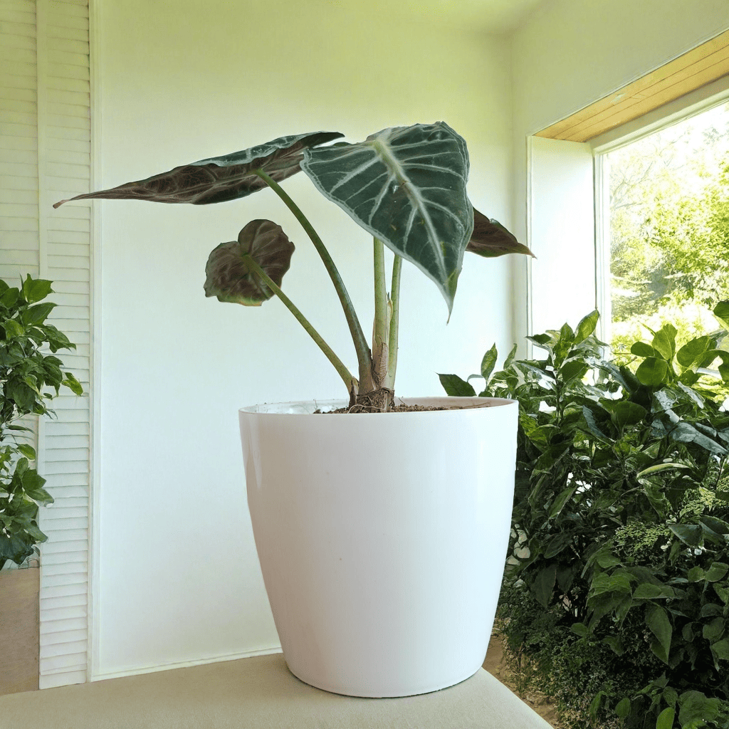 Alocasia Parasol Plant