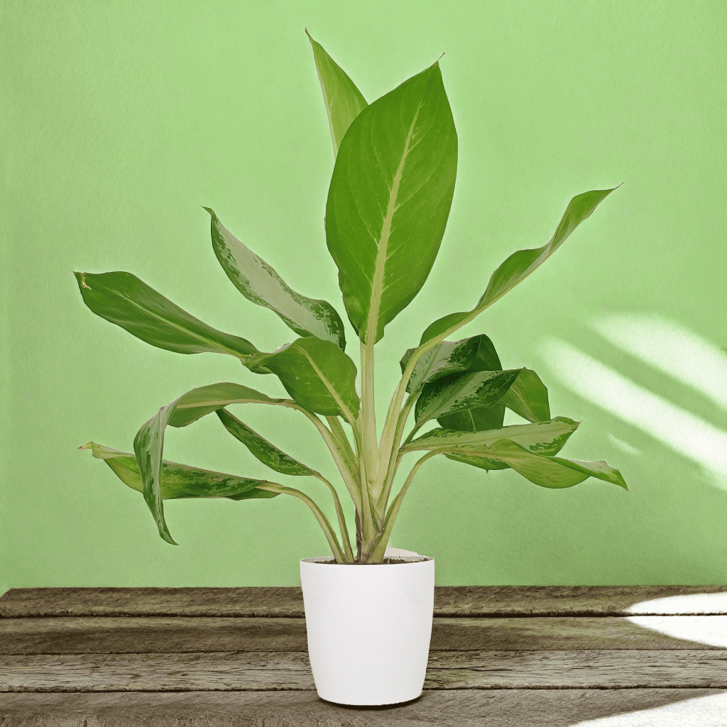 Aglaonema Silver Bay 