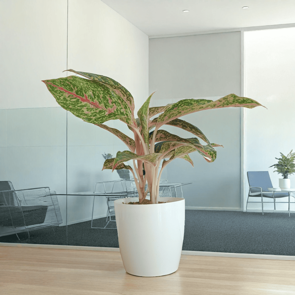 Aglaonema Firework