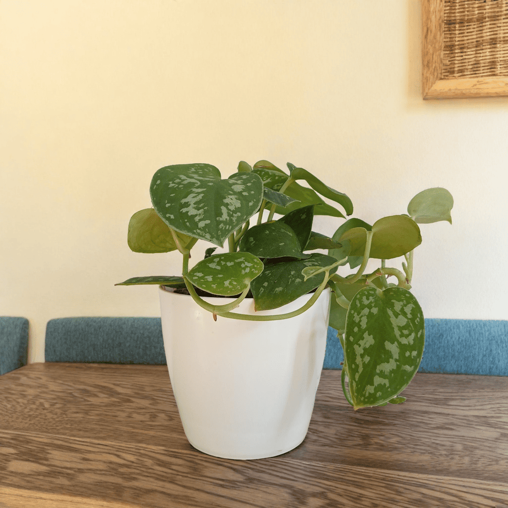 Money Plant Silver