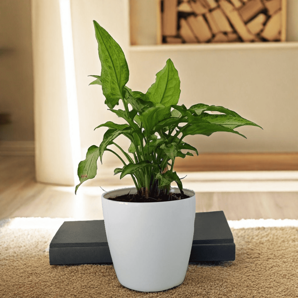 Syngonium White Narrow