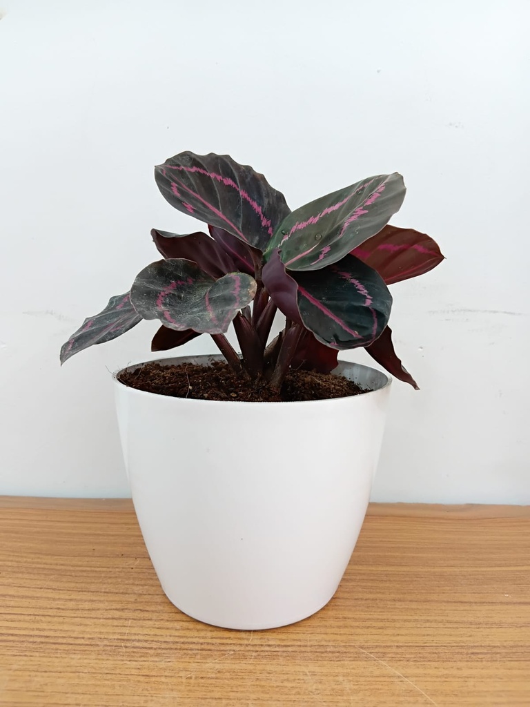 Calathea Dottie