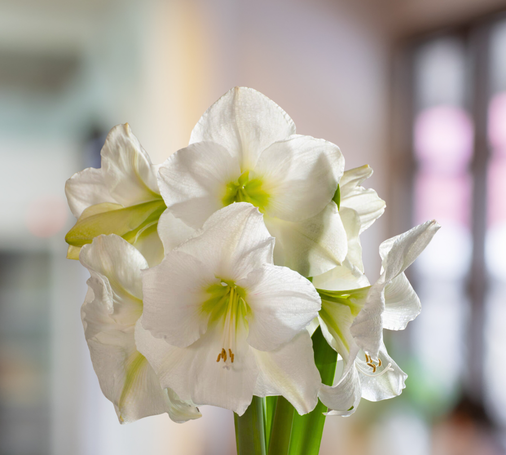 Amaryllis Bulb Matter Horn