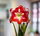 Amaryllis Bulb Minerva