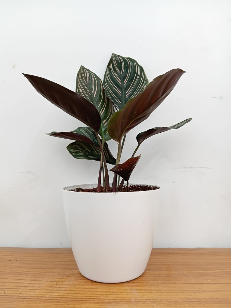 Calathea Ornata