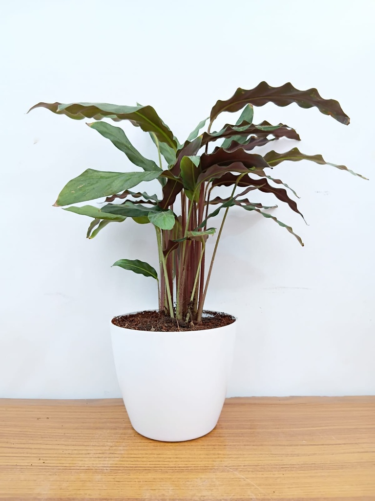 Calathea Rufibarba