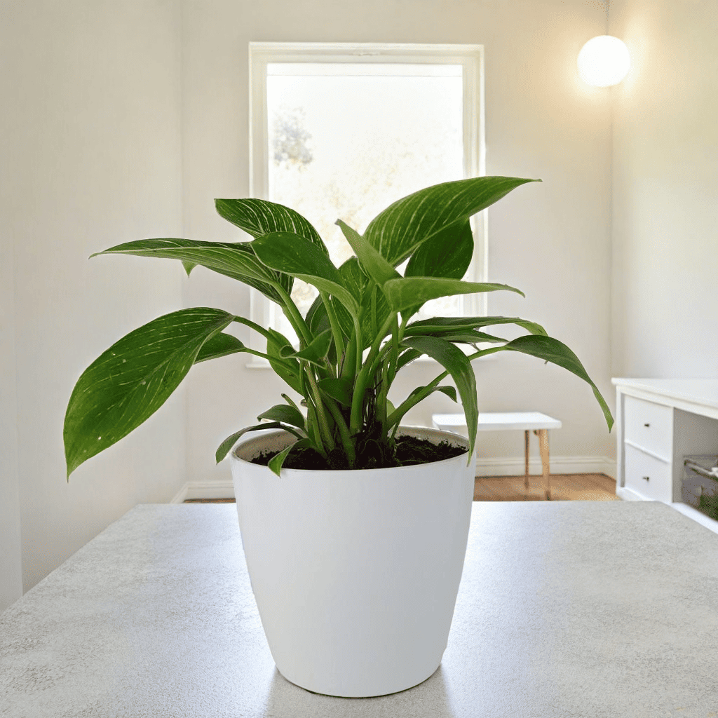 Philodendron Green