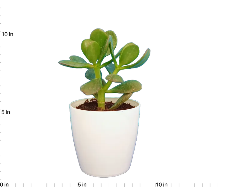 Crassula ovata