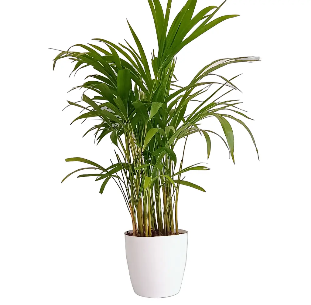 Areca Palm