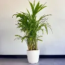 Areca Palm