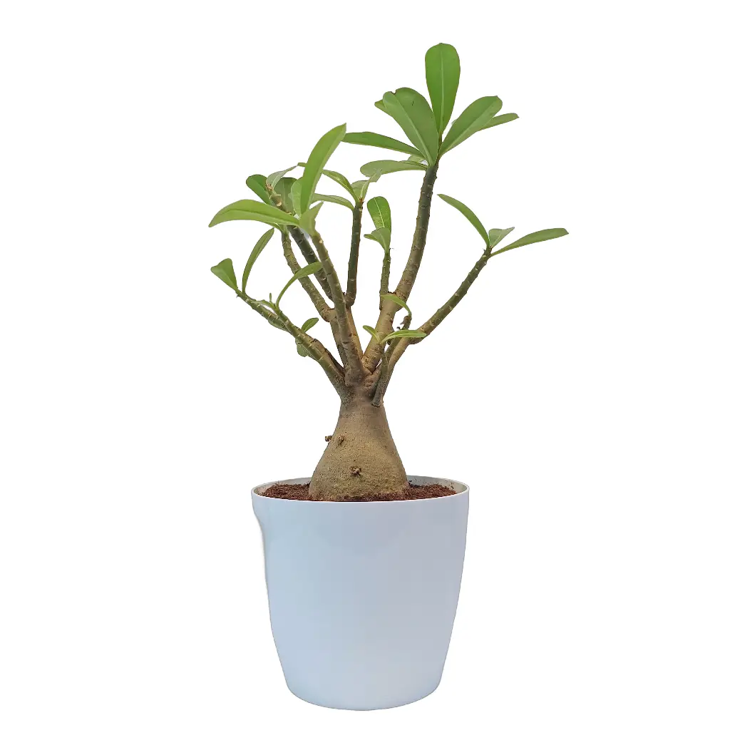 Adenium 