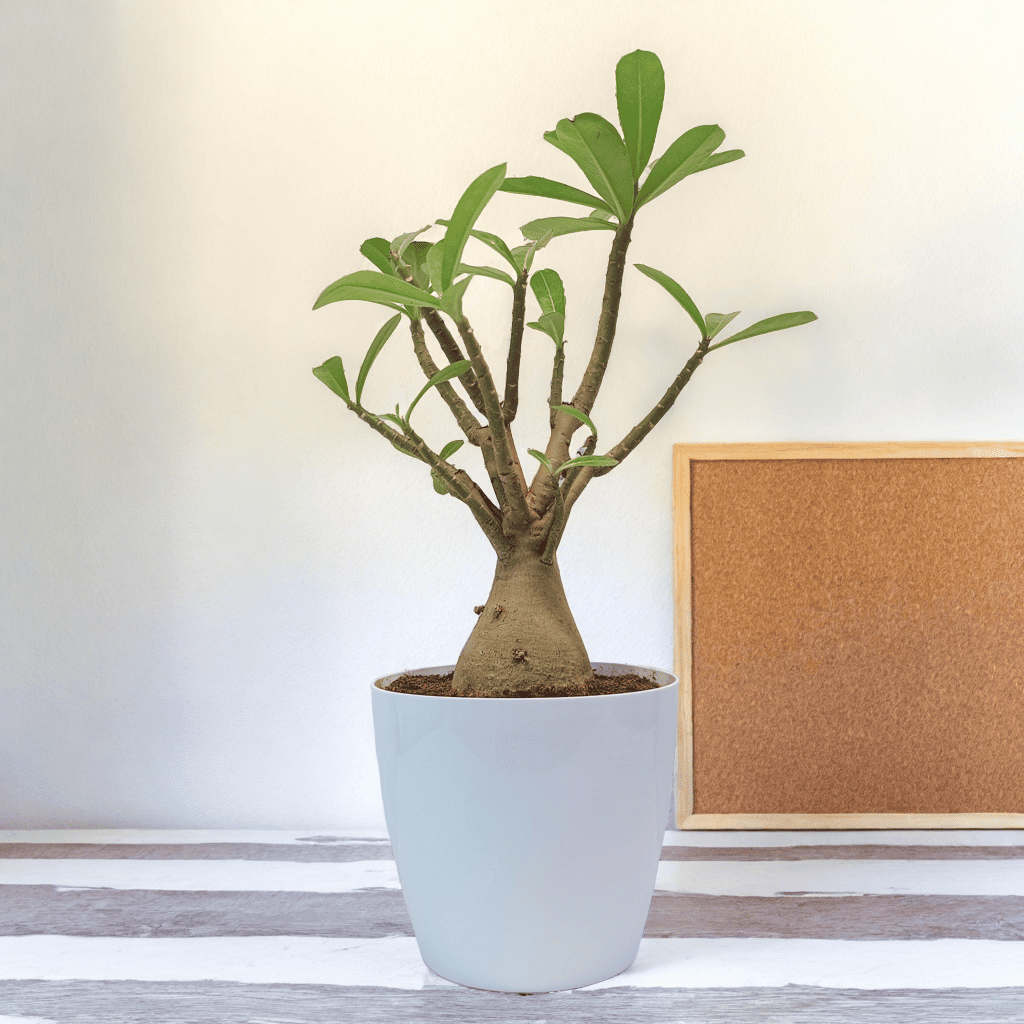 Adenium 