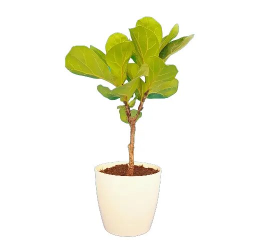 Fiddle Leaf Fig