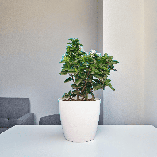 Ixora Plant