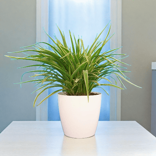 Spider Plant Green