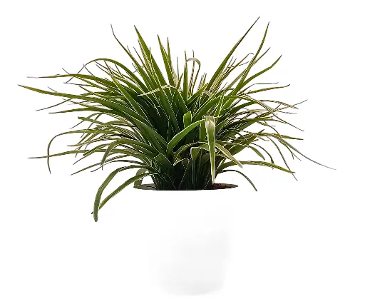 Spider Plant