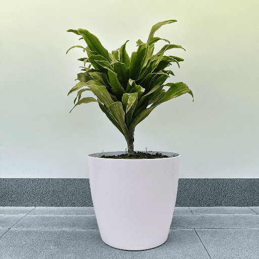 Dracaena (Janet Craig)