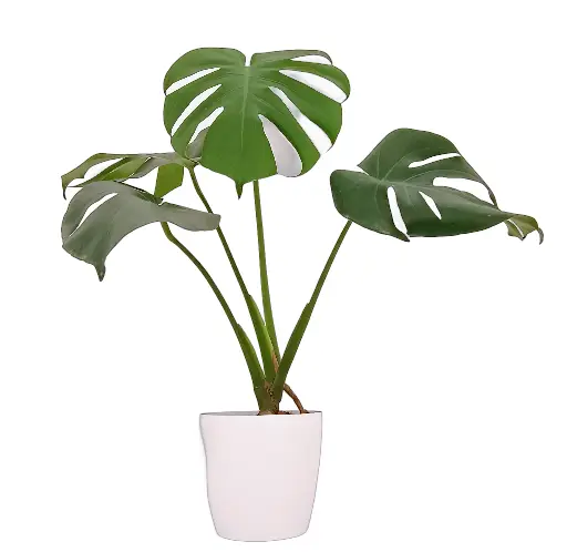 Monstera