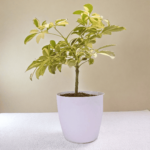 Schefflera plant