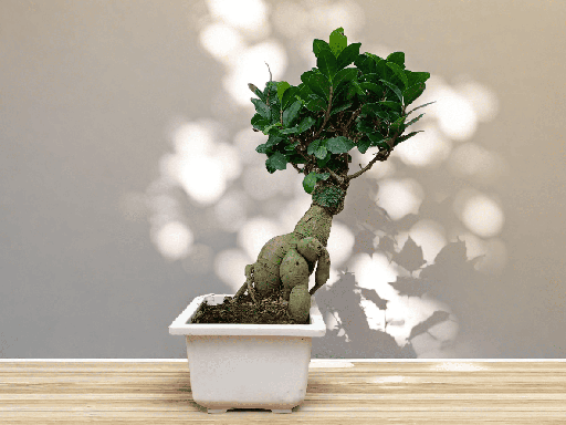 Ficus Bonsai