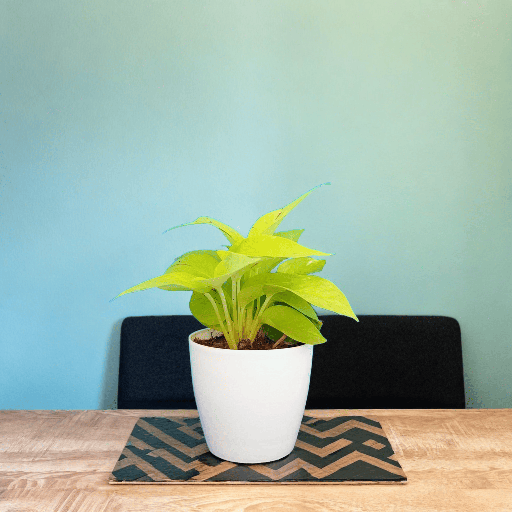 Money Plant Neon