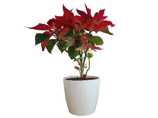 Poinsettia Plant