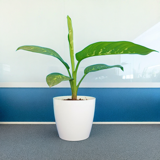 Dieffenbachia Plant