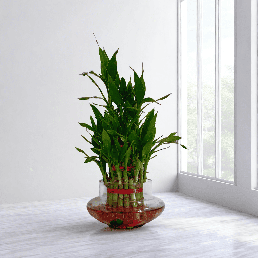 Lucky bamboo