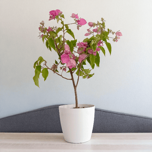 Bougainvillea pink