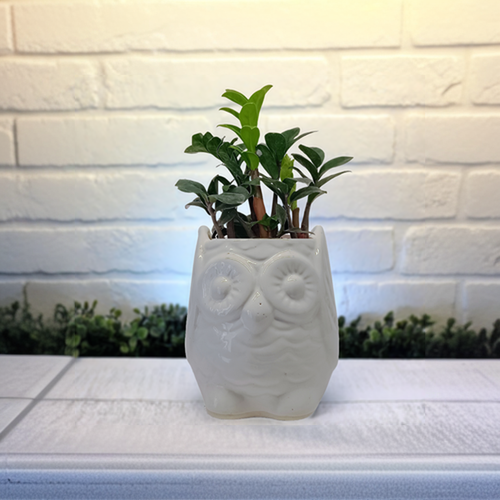 Owl’s Perch Pot (3.5 Inch Diameter)