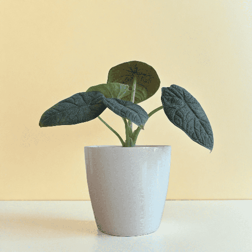 Alocasia Melo Plant