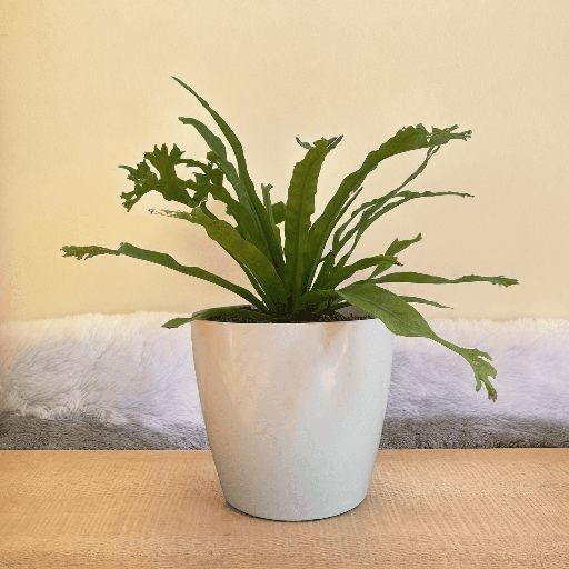 Asplenium Variegated Plant